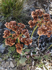Eriogonum compositum