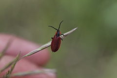 Lycus sanguinipennis