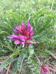 Astragalus danicus