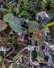 Eriogonum compositum