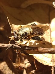 Teuchocnemis lituratus