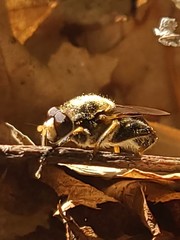 Teuchocnemis lituratus