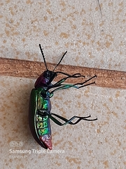 Strongylium auratum