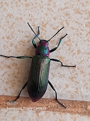 Strongylium auratum