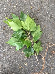 Platanus × hispanica