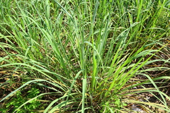 Cymbopogon nardus