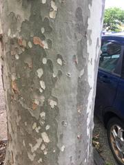Platanus × hispanica