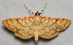 Polygrammodes flavidalis