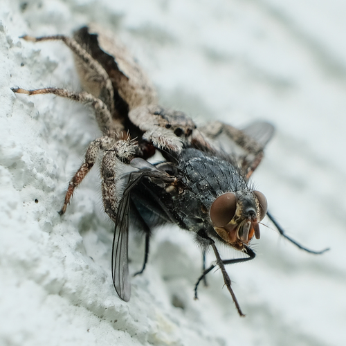 Tan jumping spider