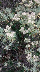 Eriogonum arborescens