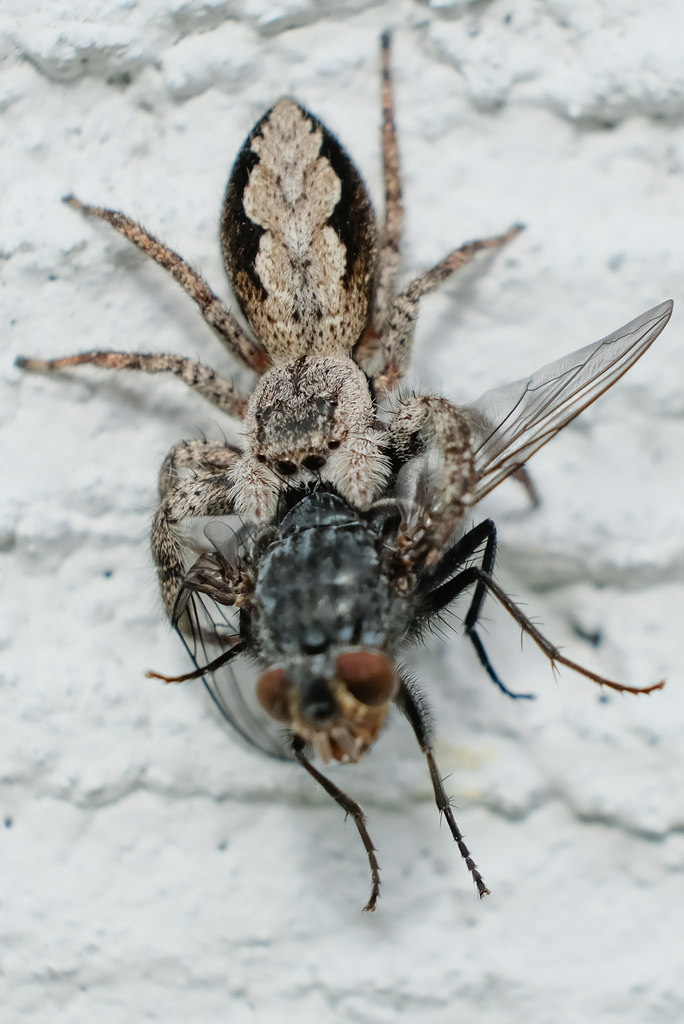 Marpissina