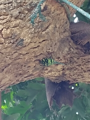 Pyrops viridirostris