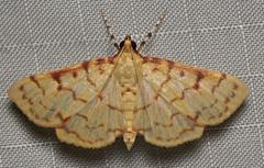 Polygrammodes flavidalis