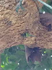 Pyrops viridirostris