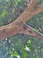 Pyrops viridirostris