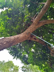 Pyrops viridirostris