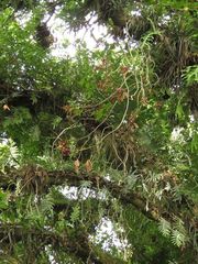 Columnea schiedeana