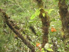 Prosthechea vitellina