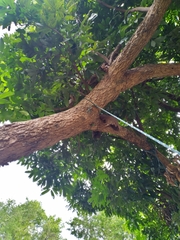 Pyrops viridirostris