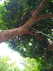 Pyrops viridirostris