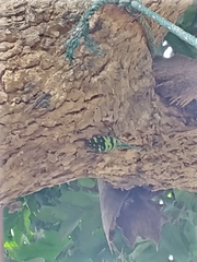 Pyrops viridirostris