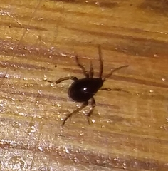 Gibbium aequinoctiale