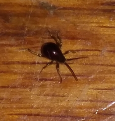 Gibbium aequinoctiale