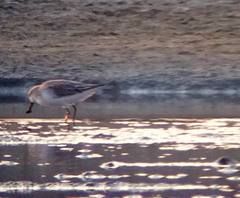 Calidris pygmaea