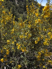 Fremontodendron californicum