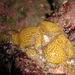 Pseudodistoma opacum - Photo (c) Javier, some rights reserved (CC BY), uploaded by Javier