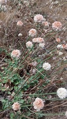 Eriogonum latifolium