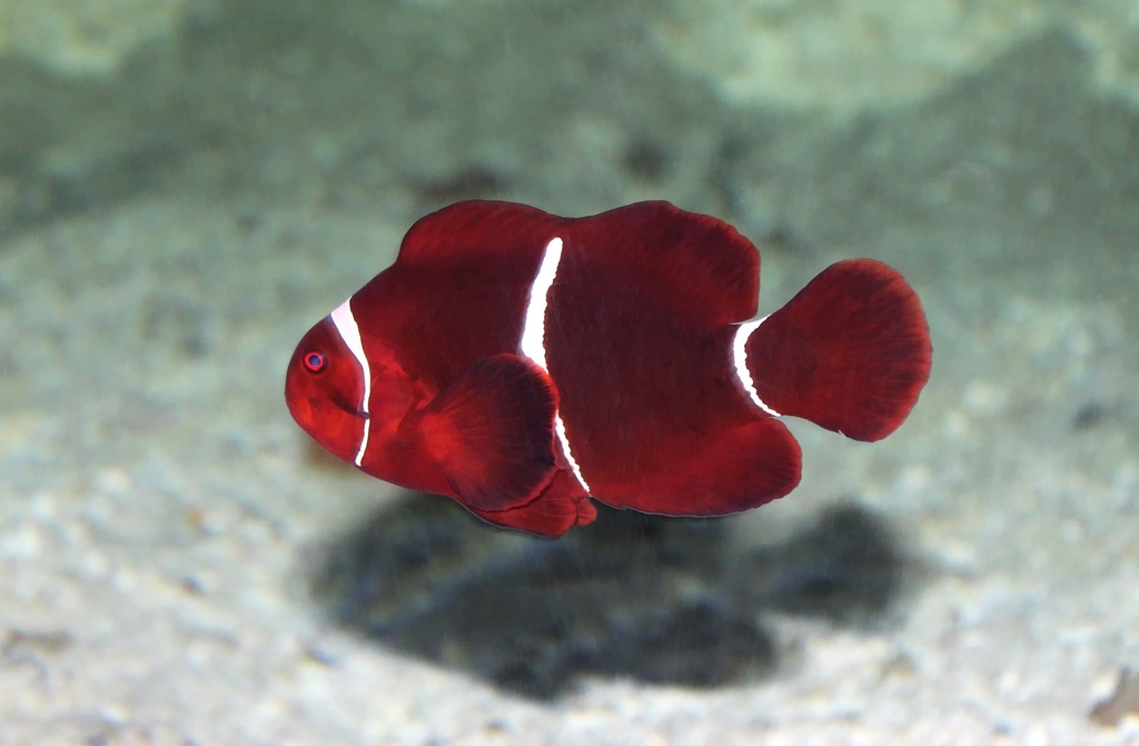 Maroon Clownfish