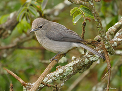 Melaenornis fischeri