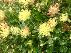 Trifolium fucatum