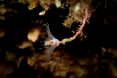 Ectopleura