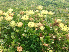 Trifolium fucatum