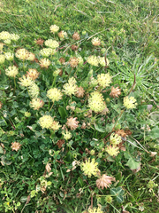 Trifolium fucatum