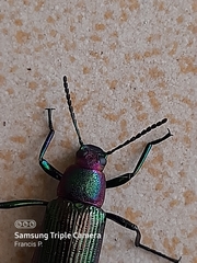 Strongylium auratum