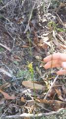 Genoplesium pumilum