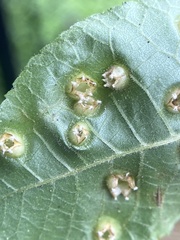 Phylloxera conica