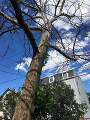 Platanus × hispanica