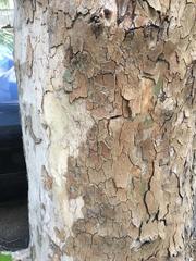 Platanus × hispanica