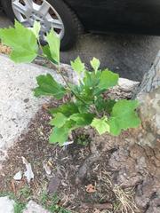 Platanus × hispanica