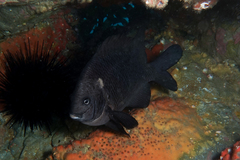 Parma alboscapularis