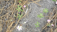 Ionoxalis