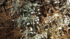 Packera candidissima