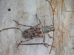 Anthophylax attenuatus