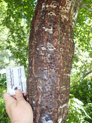 Sphyrapicus ruber