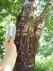 Sphyrapicus ruber