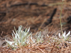 Packera candidissima